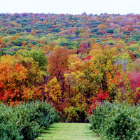 Lyman Orchard, Middletown, CT