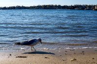Branford Point, Branford, CT